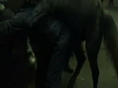 Horse sex with a devotee of beastiality